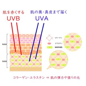 紫外線の「UVAおよびUVB」と肌